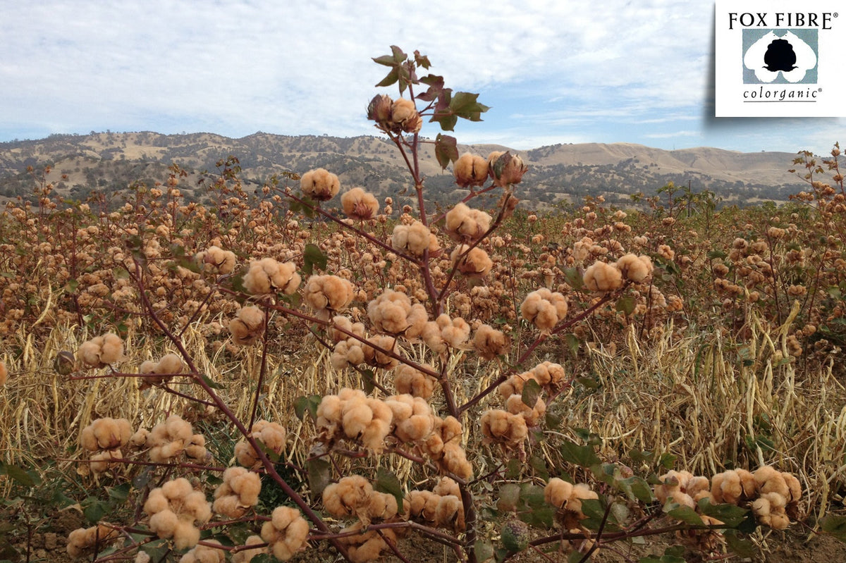 American Made Colored Cotton Bed Sheet Set