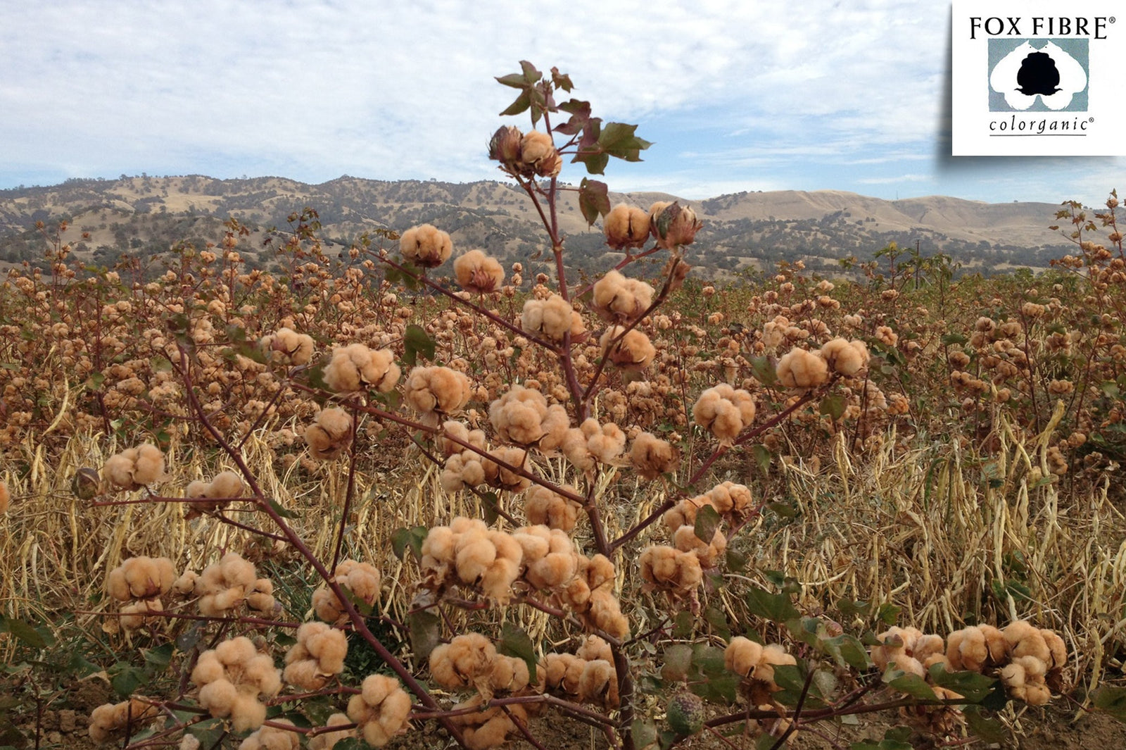 American Made Colored Cotton Duvet Cover Set